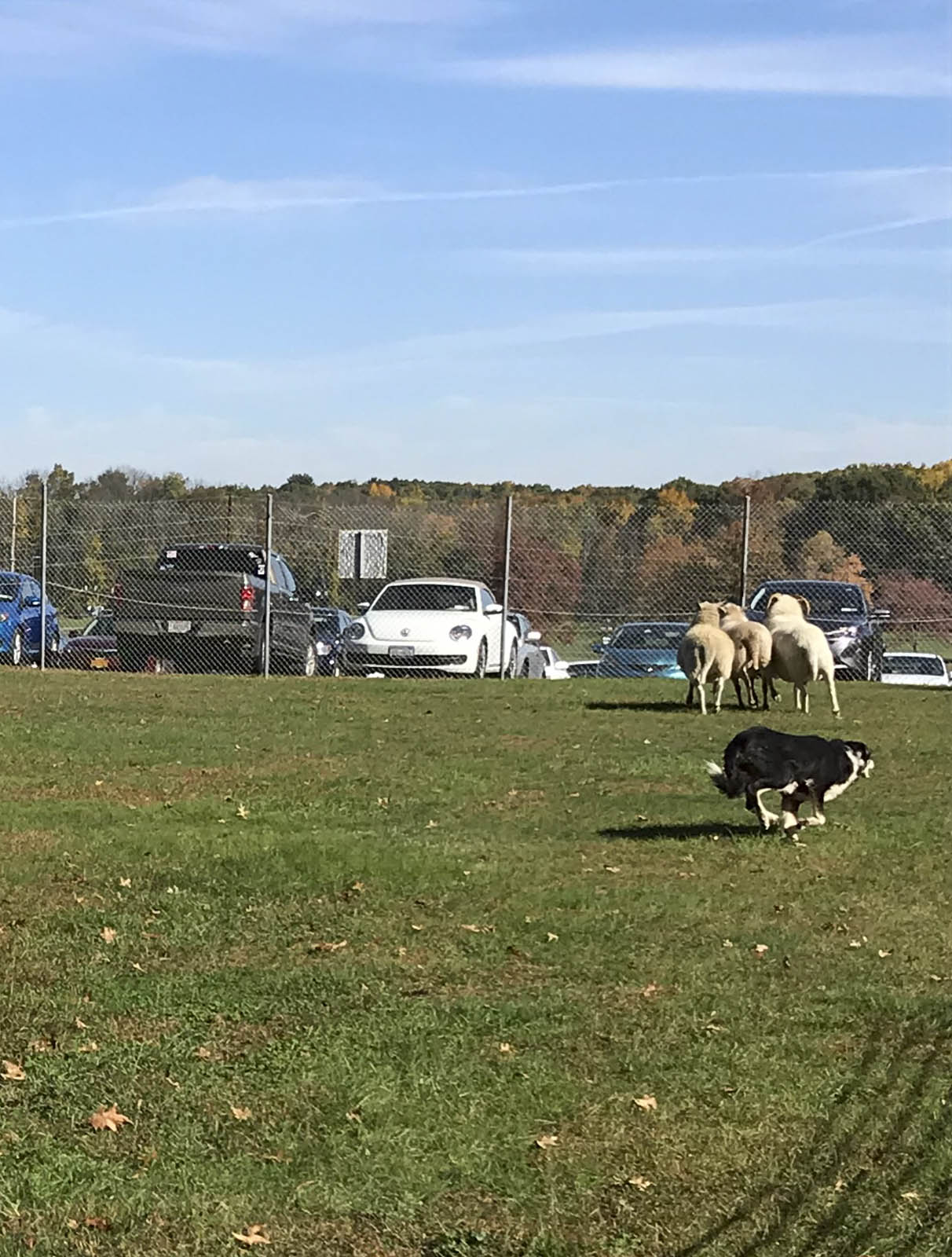 Sheep Herding