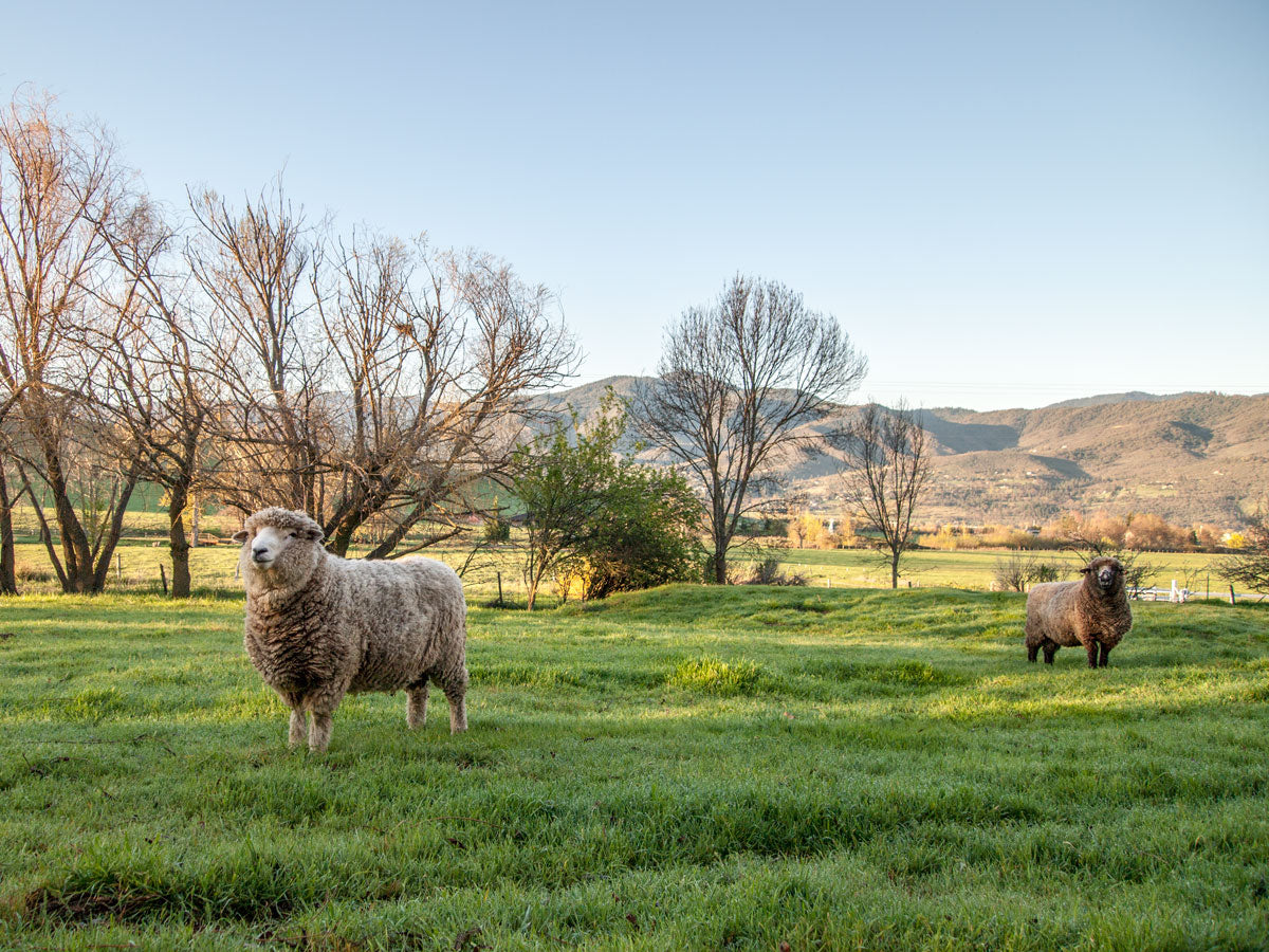 Silver Cloud Farms in Ashland Oregon.  Two big sheep in tall green grass with trees and mountains behind them.