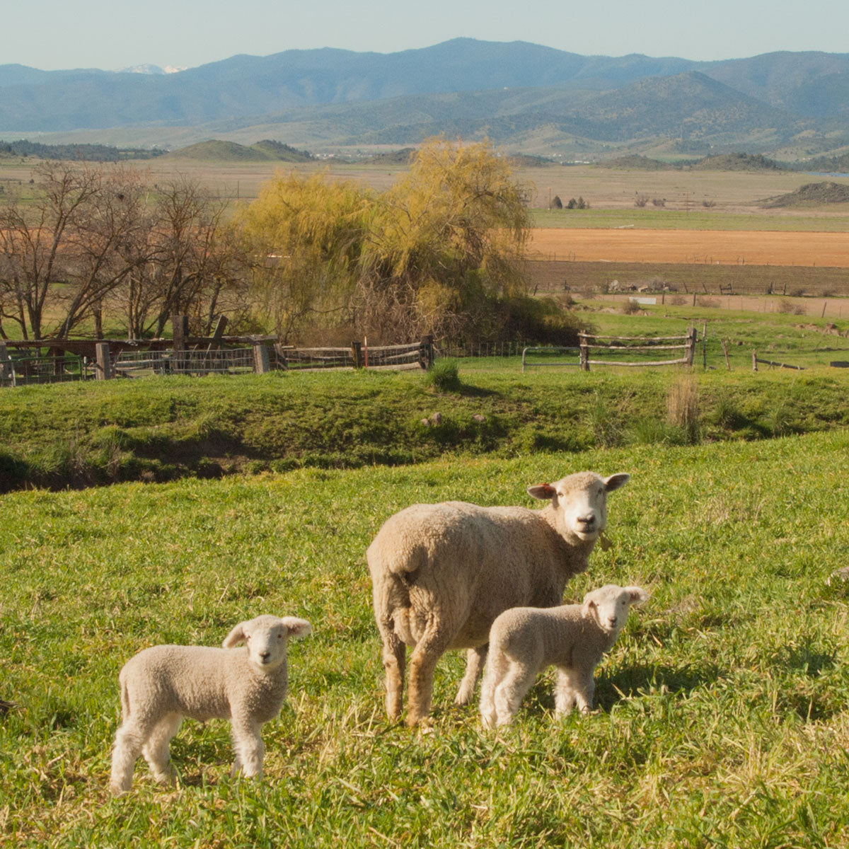 Tawanda Farms sheep on a farm in CA.  A Momma sheep and two little babies in a green field with mountains in the background on a sunny day.