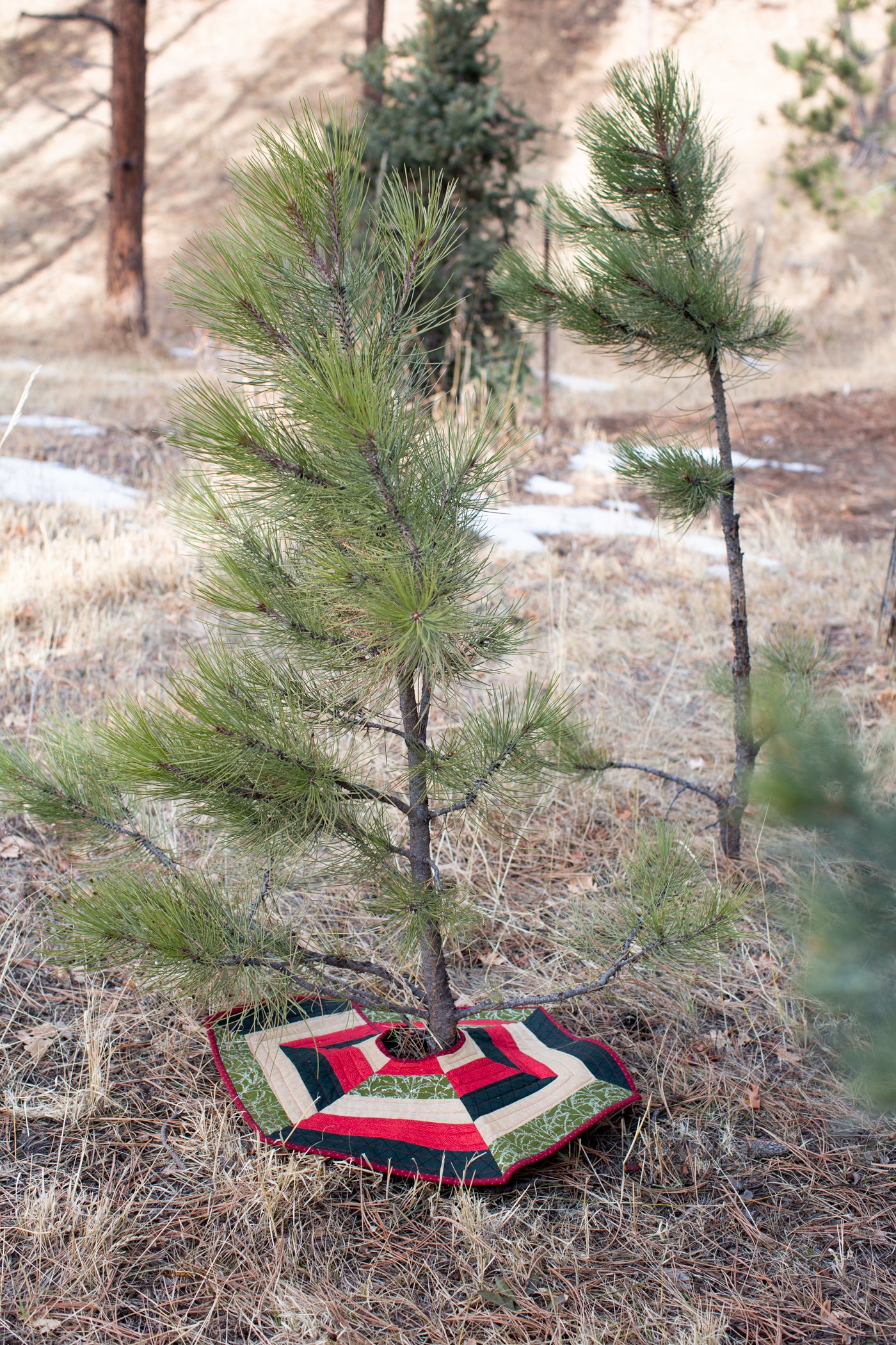 Pine tree outside with a Christmas tree Skirt at the bottom.