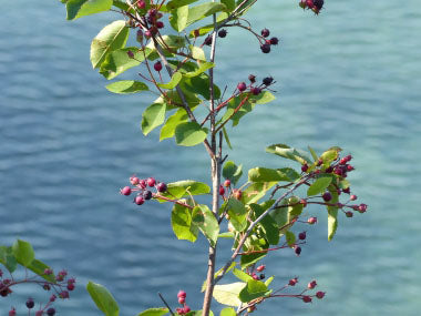 Saskatoon Berry