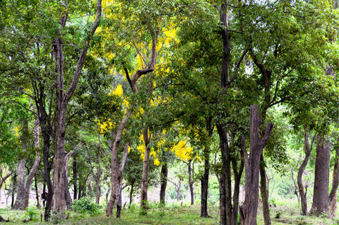 Image of Sandalwood used in our solid cologne, Shackleford and Blue Ridge