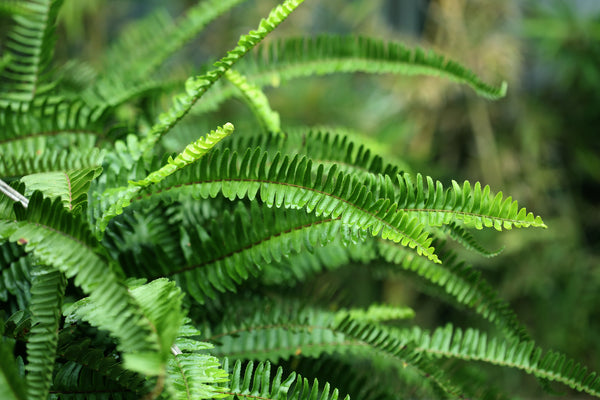 Fern leaves