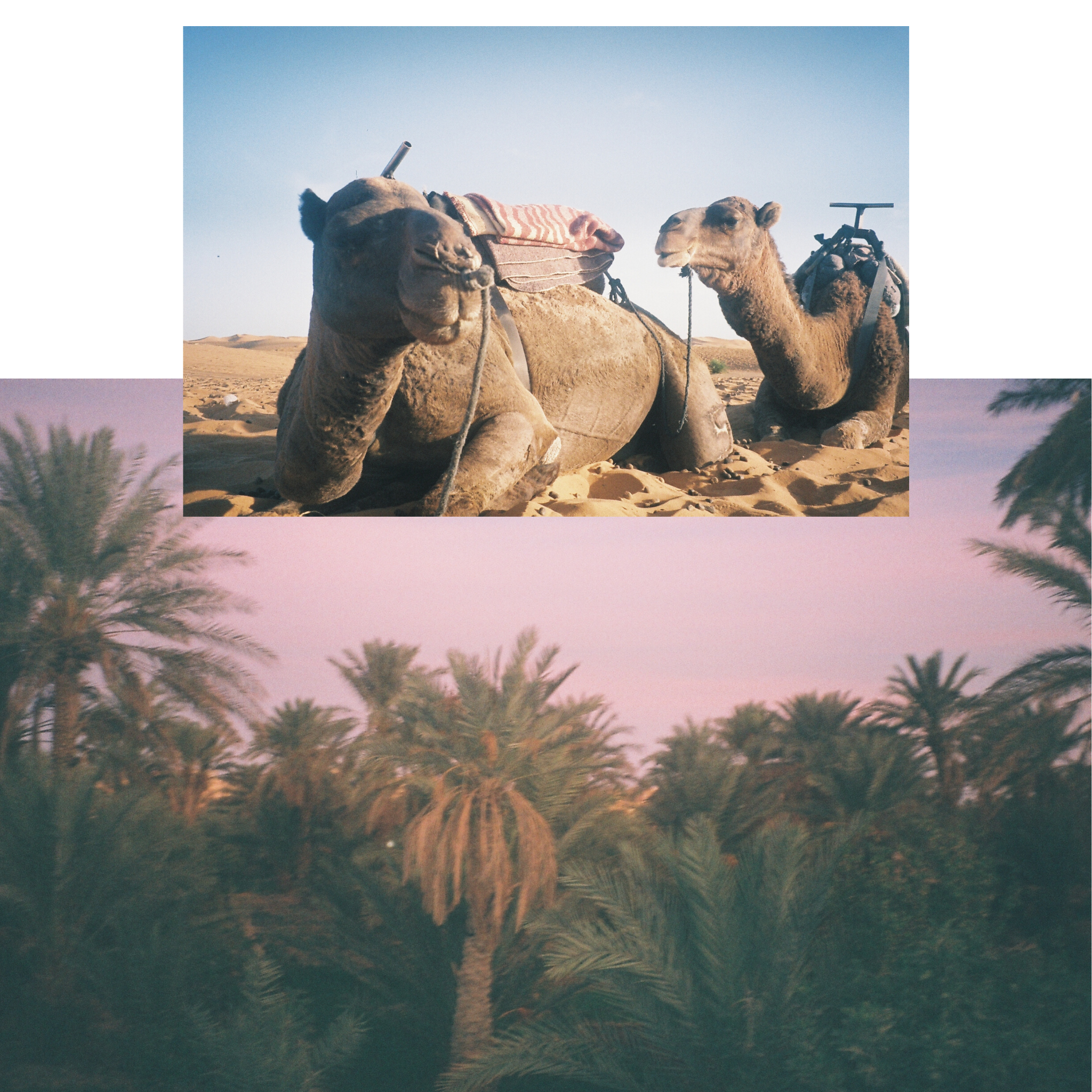 Morocco on film, camels in the desert