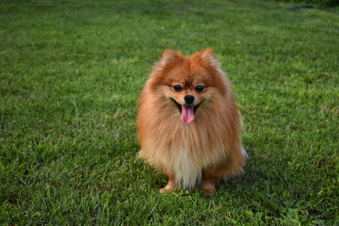 Champú perro pomerania