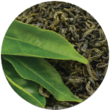 saw palmetto