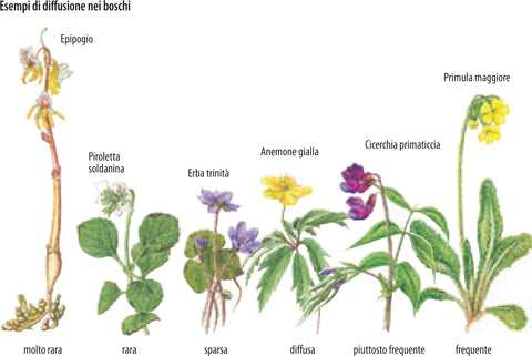 che fiore e questo distribuzione pianta habitat