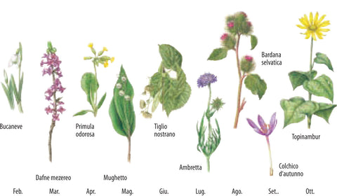 che fiore e questo periodo fioritura