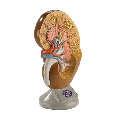 https://denoyer.com/products/deluxe-kidney-model