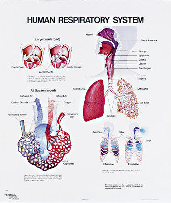 1093-01 Human Respiratory System Wall Chart, unmounted – Denoyer