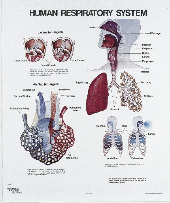 Respiratory System Physiology – Denoyer-Geppert Science Company