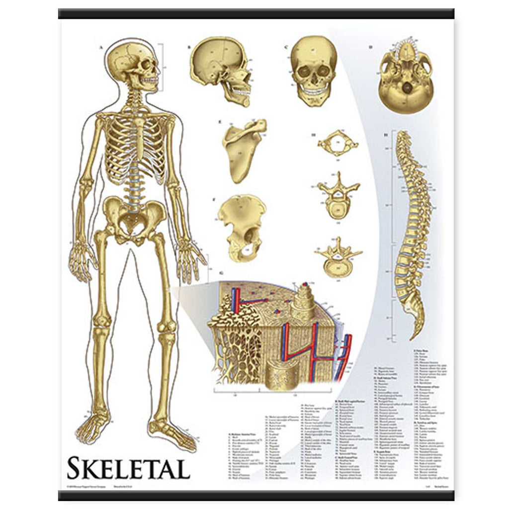 Skeleton Chart