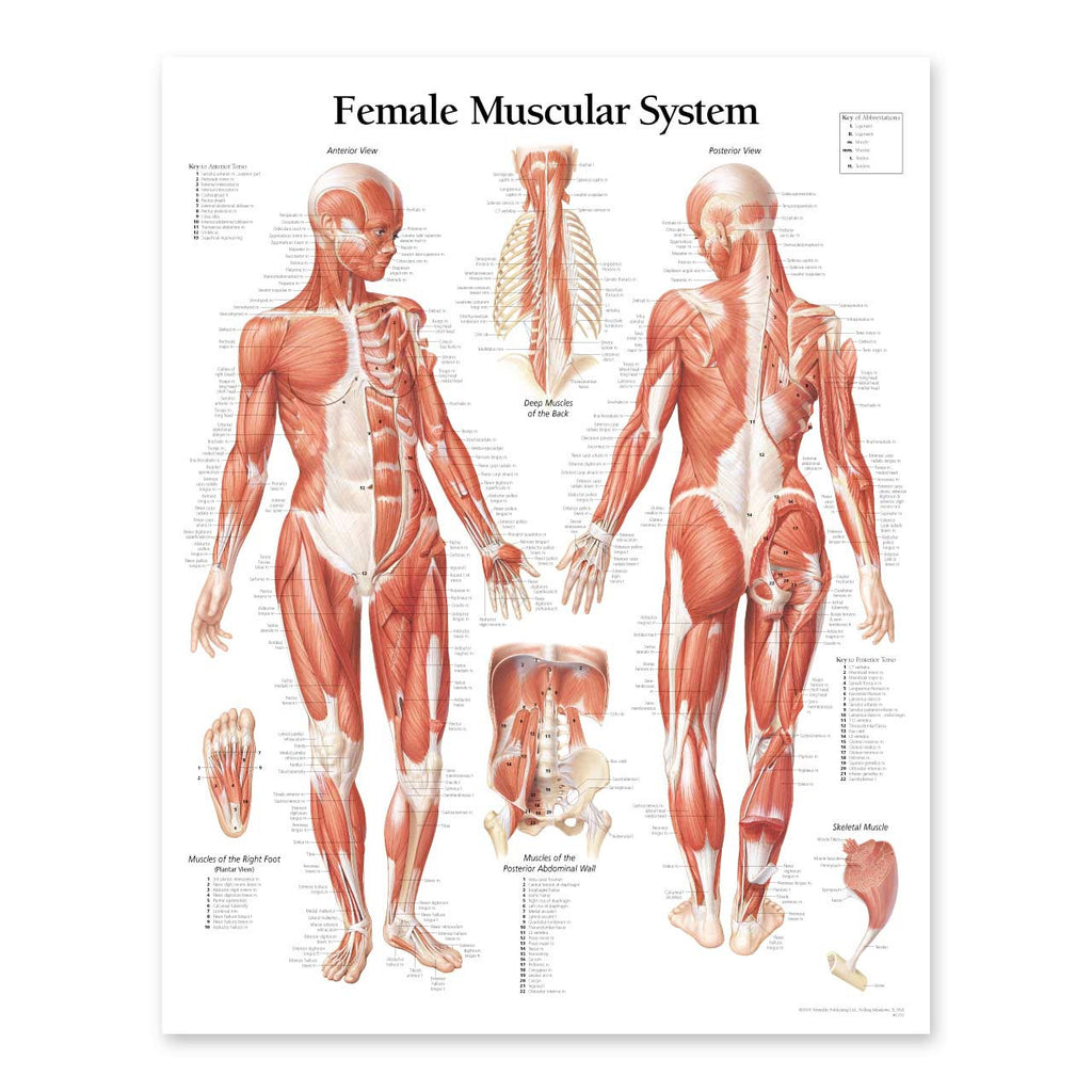 human body muscle chart