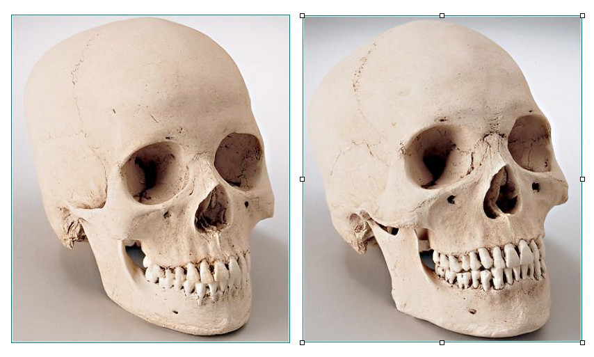 SK222 Hydrostone Male and Female Skull Replicas Set – Denoyer-Geppert