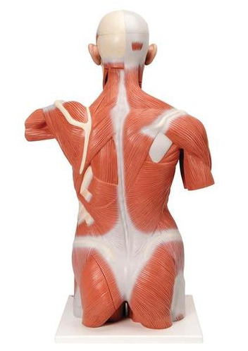 torso model labeled posterior