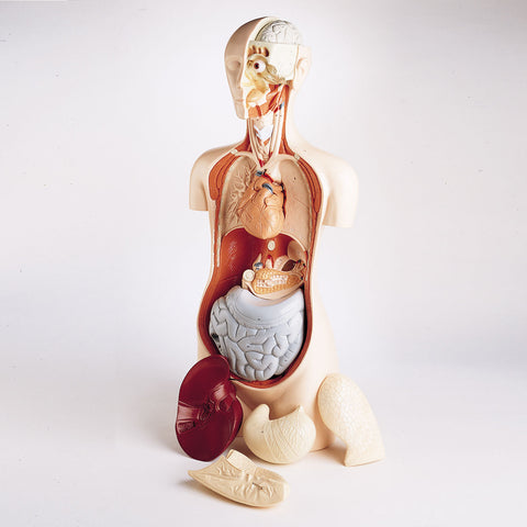 Hands-On Human Torso Model