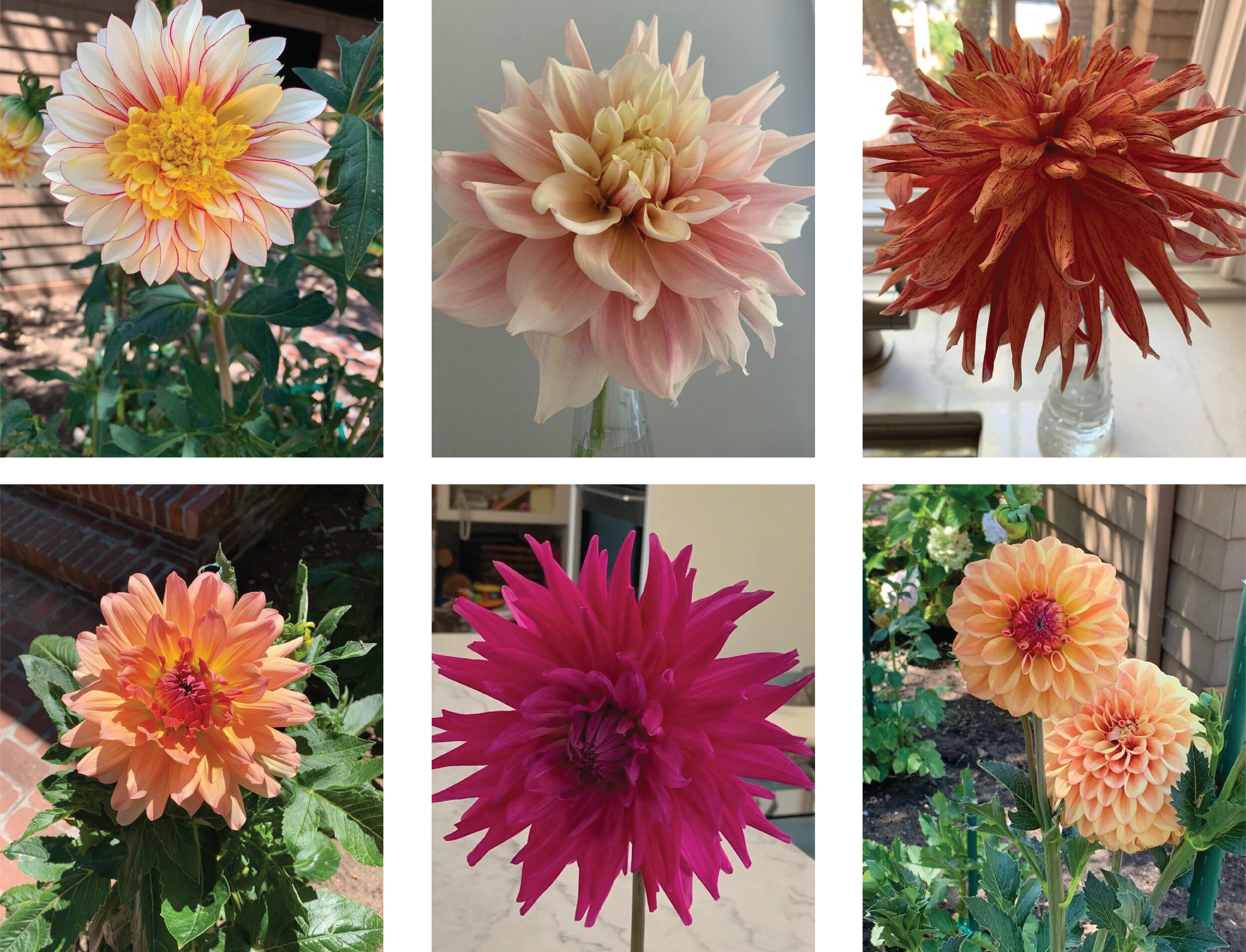 Dahlia Collage