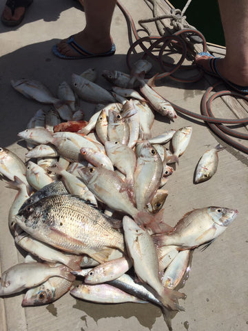 Dubai Fishing Catch