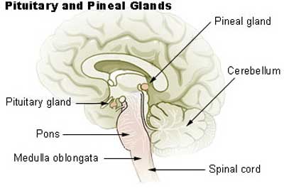 Eye of Horus Pineal Gland