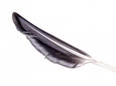 black feather meaning