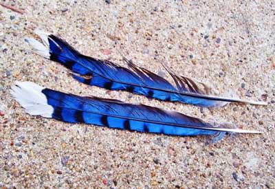 blue feather meaning