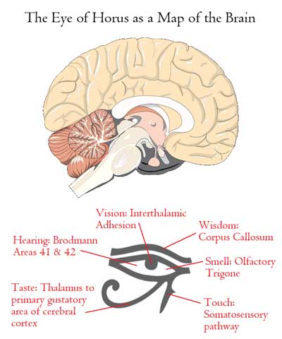 Eye of Horus correlates to cross section of human brain