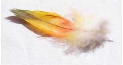 orange feather meaning
