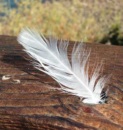 white feathers and angels