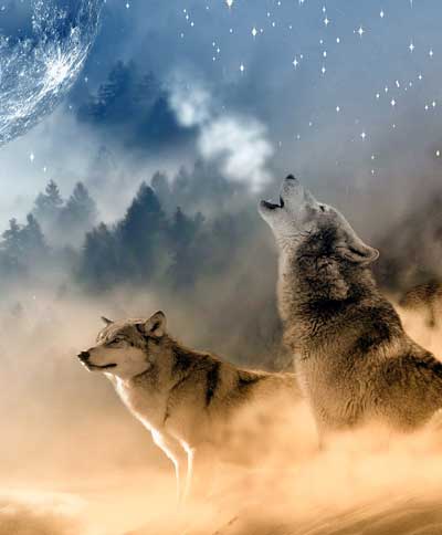 wolves howling at the moon