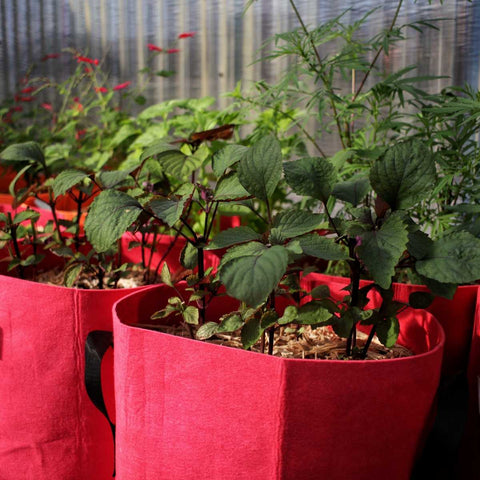 Growing vegetable in grow bags