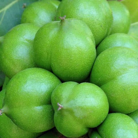 cacay nut green