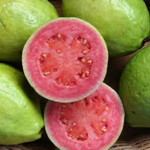 guava pink
