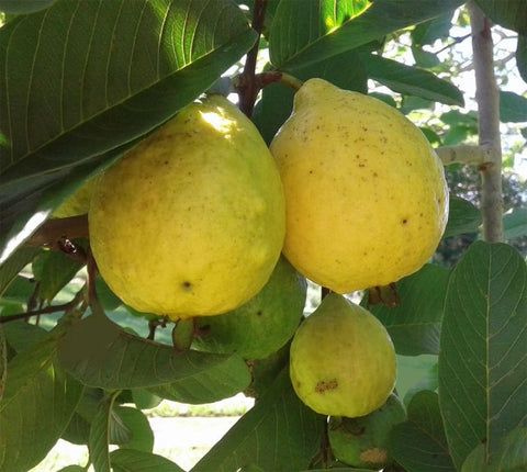 Guava tree