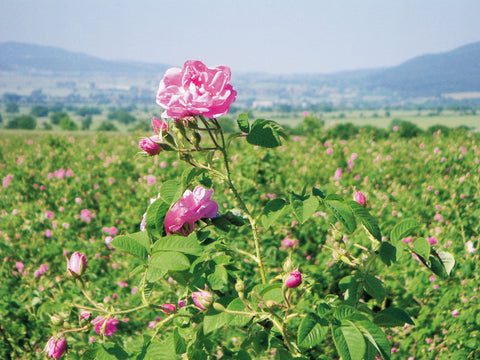 rose field