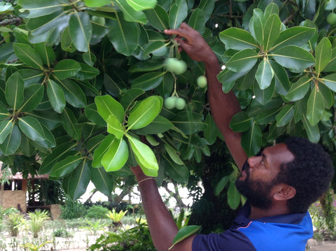 Tamanu tree