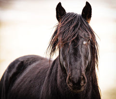 Wild Stallion, Wild Horse Ranch, near Laramie, WY