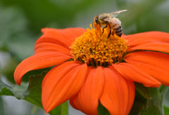 Pollinator, bee, photography