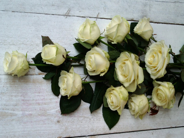 The Best Long Stemmed White Roses The Flower Yard