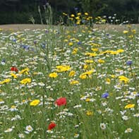 Cornfield Annual Wildflower Seed Mix 100%