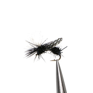 Gould's Half Down Black Ant