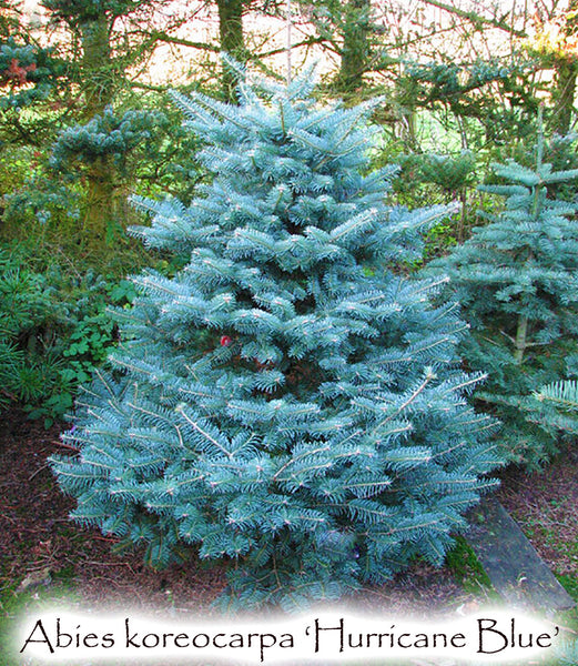 Abies Koreocarpa Hurricane Blue Singing Tree Gardens Nursery 