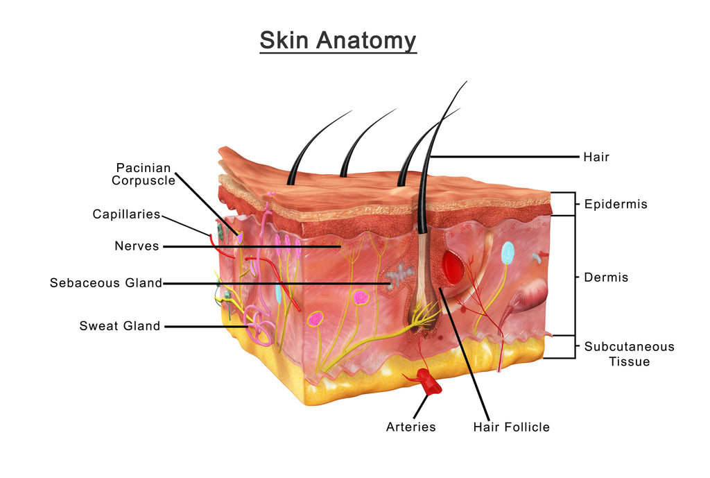 Skin anatomy