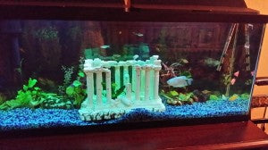 Clean Aquarium UV Sterilization