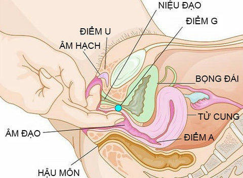 Vị trí điểm G của nữ