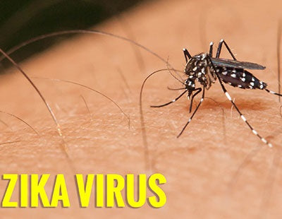 phòng tránh virus zika