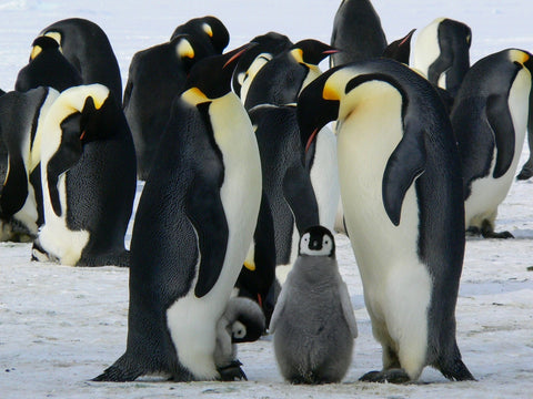 several penguins with a small penguin 