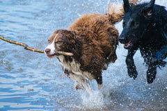 two dogs running in the water and splashing
