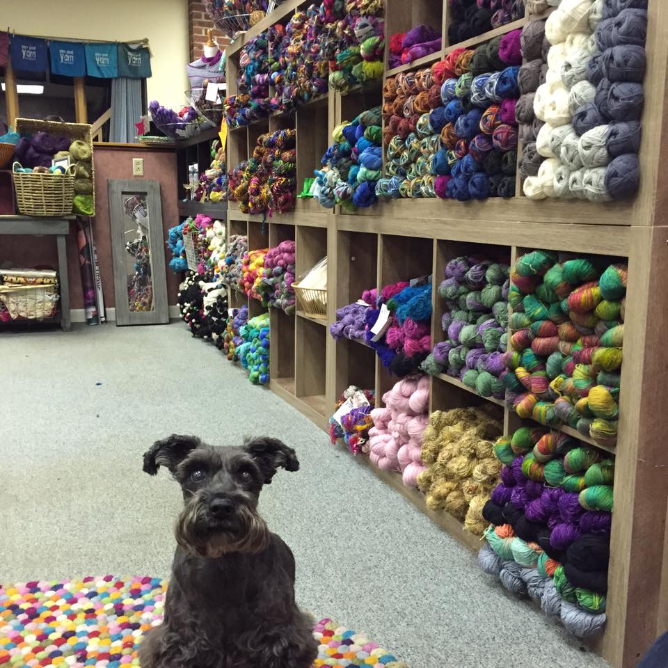 dog looking ahead over a yarn carpet