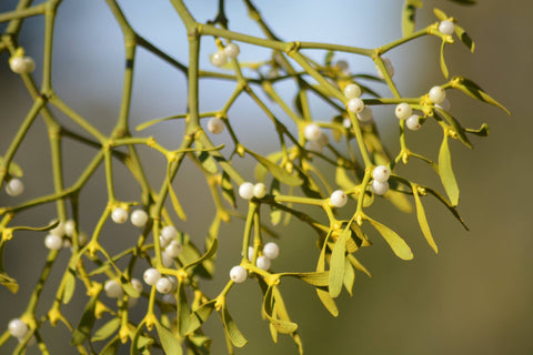 November Mistletoe