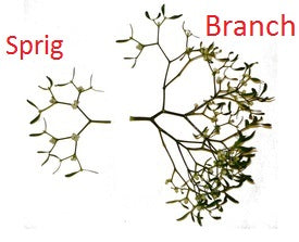 Mistletoe Branch vs Mistletoe Sprig